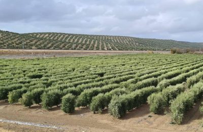 Olivar-seto-tradcional-Llano-infantas-jaen-LIEBANA-kHaB-U190590025366wyG-1248x770@Ideal