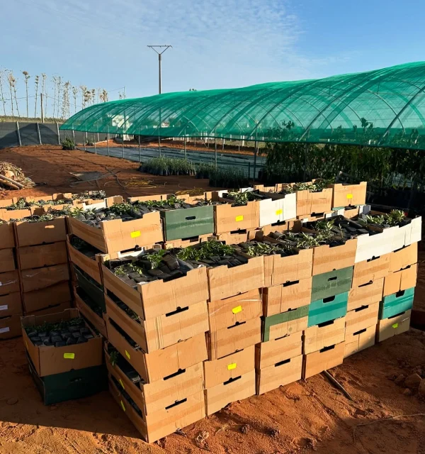 Pépinière Vitagreen